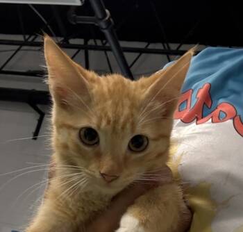 Rescue Domestic Short Hair Cats for Adoption in Sanford, Florida - Pembroke | PetCurious