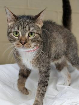 Domestic Short Hair Cats Available for Adoption in Kingsland, Georgia - Fiona | PetCurious