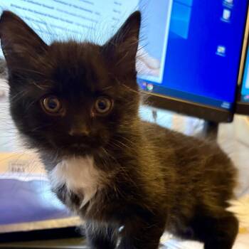 Domestic Short Hair Cats Available for Adoption - 26-56 Pointe | PetCurious