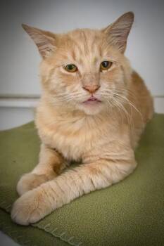 Rescue Tabby Cats for Adoption in Greenville, Delaware - Bagel (FCID# 09/29/2025 - 23 Trainer) | PetCurious