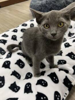 Rescue Domestic Short Hair Cats for Adoption in South Elgin, Illinois - Mira | PetCurious