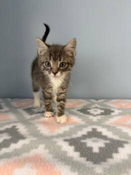 Eclair -  Domestic Short Hair Cat for Adoption in Lovingston, Virginia - Eclair | PetCurious