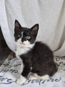 Pepe Le Pew -  Domestic Short Hair Cat for Adoption in Westland, Michigan - Pepe Le Pew | PetCurious