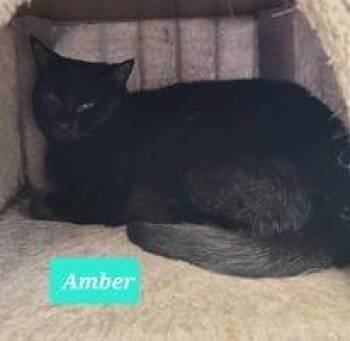 Amber -  Domestic Short Hair Cat for Adoption in Richmond, Indiana - Amber | PetCurious