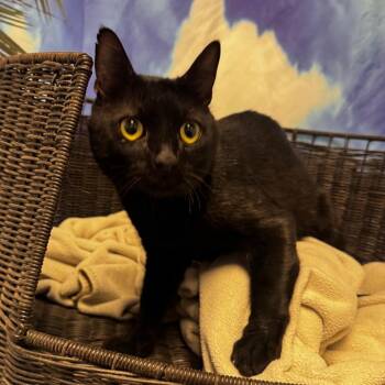 Sweetie -  Domestic Short Hair Cat for Adoption in Kanab, Utah - Sweetie | PetCurious
