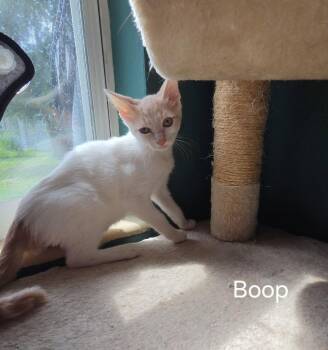 Boop -  Domestic Short Hair Cat for Adoption in Oviedo, Florida - Boop | PetCurious