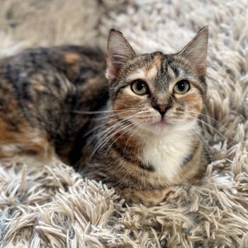 Rescue Domestic Short Hair Cats for Adoption in Rochester, Minnesota - Autumn | PetCurious