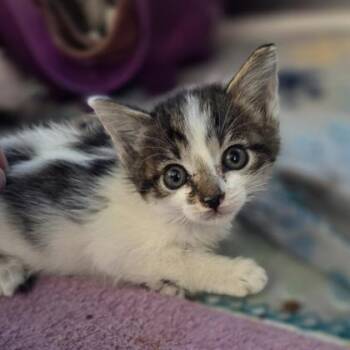 Chunky Monkey -  Domestic Short Hair Cat for Adoption in Westland, Michigan - Chunky Monkey | PetCurious