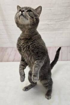 Domestic Short Hair Cats Available for Adoption in Red Wing, Minnesota - Cheeks | PetCurious