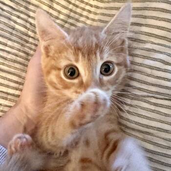 Nilla Wafer -  Domestic Short Hair Cat for Adoption in Bel Air, Maryland - Nilla Wafer | PetCurious
