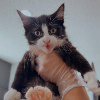 Ina -  Domestic Medium Hair Cat for Adoption in Livingston, Texas - Ina | PetCurious