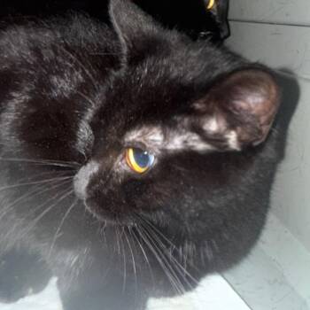Licorice -  Domestic Short Hair Cat for Adoption in Granby, Missouri - Licorice | PetCurious