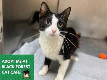 AGNES -  Domestic Short Hair Cat for Adoption in Fort Wayne, Indiana - AGNES | PetCurious