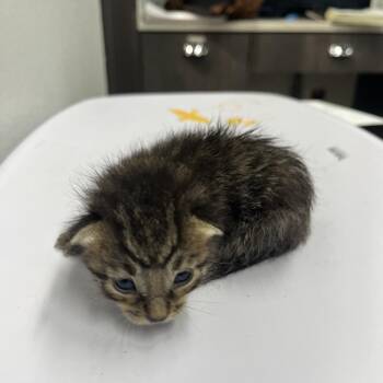 Solomon -  Domestic Short Hair Cat for Adoption in Tampa, Florida - Solomon | PetCurious