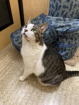 Rescue Domestic Short Hair Cats for Adoption in Worcester, Massachusetts - Pooh | PetCurious