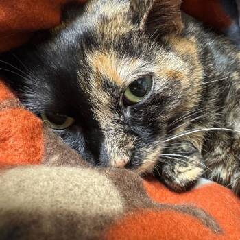 Grace -  Domestic Short Hair and Mixed Breed Cat for Adoption in Pekin, Illinois - Grace | PetCurious