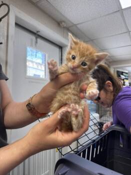 Domestic Short Hair Cats Available for Adoption in Pomona, New York - Delilah | PetCurious