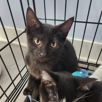 Rescue Domestic Short Hair Cats for Adoption in Portage, Michigan - Patsy | PetCurious