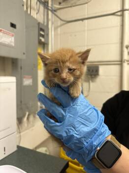 Goose -  Domestic Short Hair Cat for Adoption in Fruit Heights, Utah - Goose | PetCurious