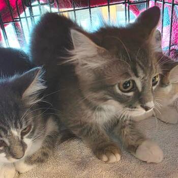 McIntosh -  Domestic Long Hair and Maine Coon Cat for Adoption - McIntosh | PetCurious