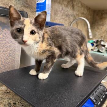 Aria -  Domestic Short Hair Cat for Adoption in Dickinson, Texas - Aria | PetCurious