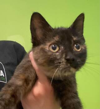 Filomina -  Domestic Short Hair Cat for Adoption in Delson, Quebec - Filomina | PetCurious