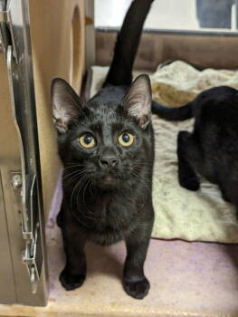 Rescue Domestic Short Hair Cats for Adoption in Niles, Michigan - Fox | PetCurious