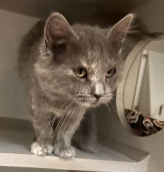 Rescue Domestic Medium Hair Cats for Adoption in Mason City, Iowa - Irina | PetCurious