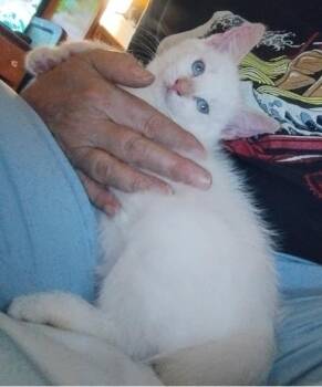 Bluth Family: Baby Buster -  Domestic Short Hair Cat for Adoption - Bluth Family: Baby Buster | PetCurious