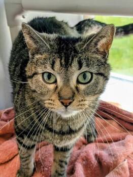 Domestic Short Hair Cats Available for Adoption in Bloomington, Illinois - BEA | PetCurious