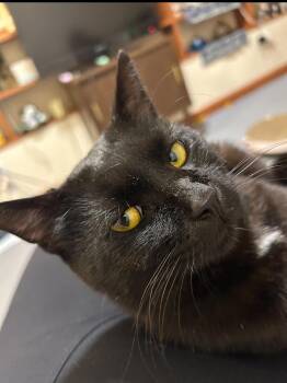 Rescue Domestic Short Hair Cats for Adoption in Paw Paw, Michigan - Soot | PetCurious