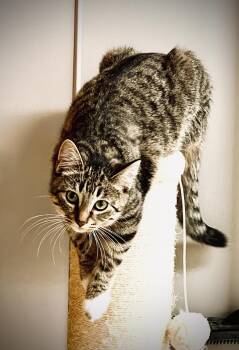 Rescue Domestic Short Hair Cats for Adoption in Jamestown, North Dakota - Sage | PetCurious