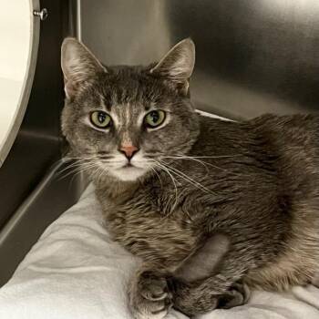 Domestic Short Hair Cats Available for Adoption - Whitney | PetCurious