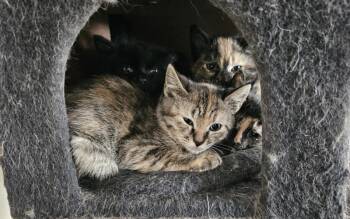 Calico Kittens -  Domestic Medium Hair Cat for Adoption in Peterborough, New Hampshire - Calico Kittens | PetCurious