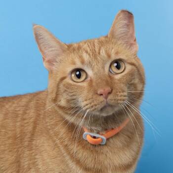 Cricket -  Domestic Short Hair Cat for Adoption in Franklin, Tennessee - Cricket | PetCurious