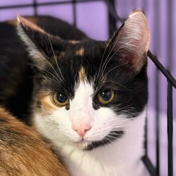 Rescue Domestic Short Hair Cats for Adoption in Redwood Valley, California - Gizmo | PetCurious