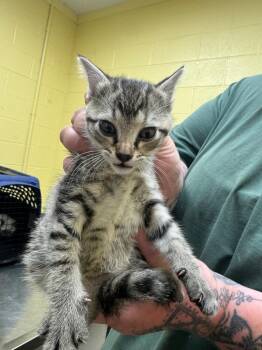 Domestic Short Hair Cats Available for Adoption in Crossville, Tennessee - Smurfette | PetCurious