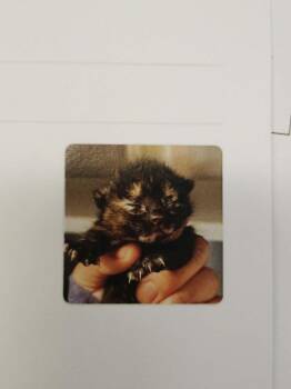 Hot Cherry -  Domestic Short Hair Cat Available for Adoption in Republic, Missouri - Hot Cherry | PetCurious