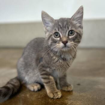Meygan -  Domestic Short Hair Cat for Adoption in Green Bay, Wisconsin - Meygan | PetCurious