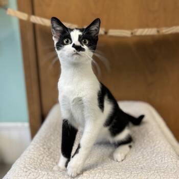 Zipper--In Foster -  Domestic Short Hair Cat for Adoption in Fargo, North Dakota - Zipper--In Foster | PetCurious