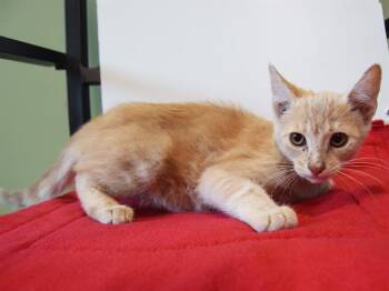 Rescue Domestic Medium Hair Cats for Adoption in Sacramento, California - RUDY | PetCurious