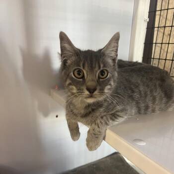 Domestic Short Hair Cats Available for Adoption - Milo | PetCurious