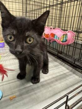 Coal -  Domestic Medium Hair Cat for Adoption in Apollo, Pennsylvania - Coal | PetCurious