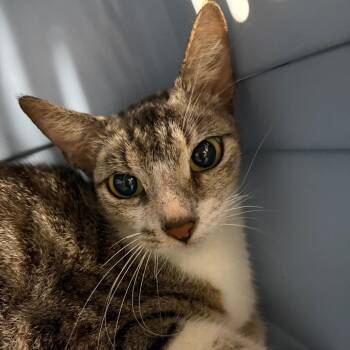 Domestic Short Hair Cats Available for Adoption in Lake Jackson, Texas - Shanti | PetCurious