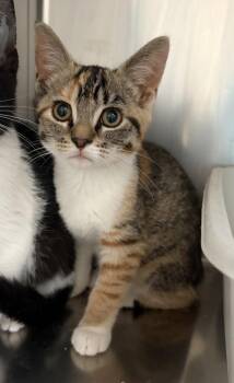 Calypso -  Domestic Short Hair Cat for Adoption in Challis, Idaho - Calypso | PetCurious