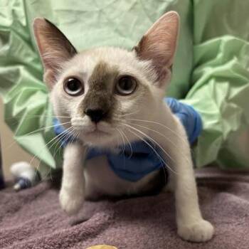 Coconut Shrimp -  Domestic Short Hair and Siamese Cat for Adoption in Tempe, Arizona - Coconut Shrimp | PetCurious