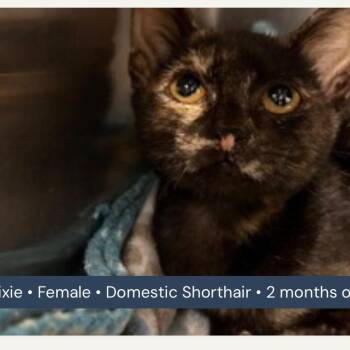 Pixie -  Domestic Short Hair Cat for Adoption in San Antonio, Texas - Pixie | PetCurious