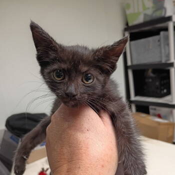 Rescue Domestic Short Hair Cats for Adoption in Dallas, Texas - Leia | PetCurious