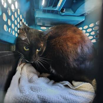 Wolverine (barn cat) -  Domestic Short Hair Cat for Adoption in Coos Bay, Oregon - Wolverine (barn Cat) | PetCurious
