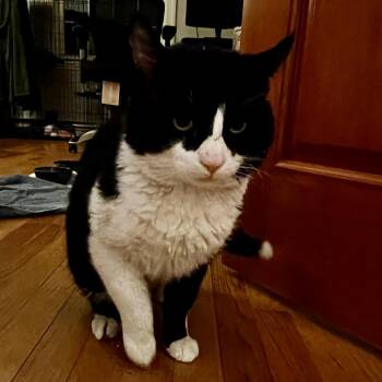 Neil -  Domestic Short Hair Cat for Adoption in Pikesville, Maryland - Neil | PetCurious